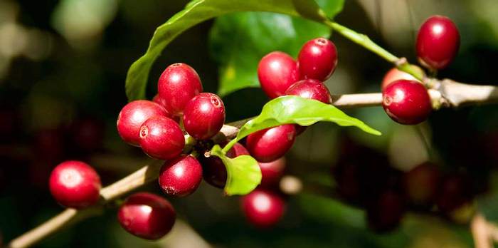 En mayo, producción de café revirtió el desplome de abril
