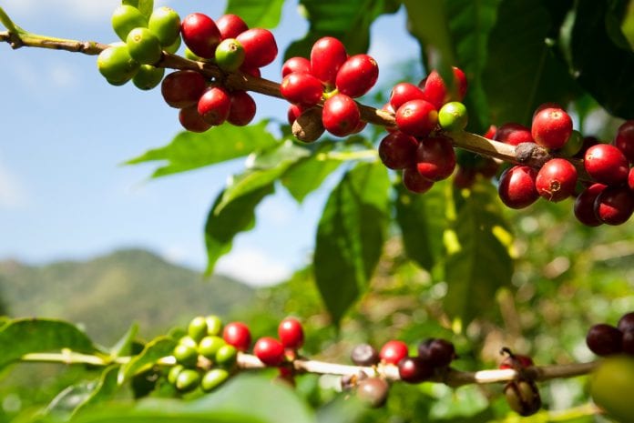 cafecolombianos