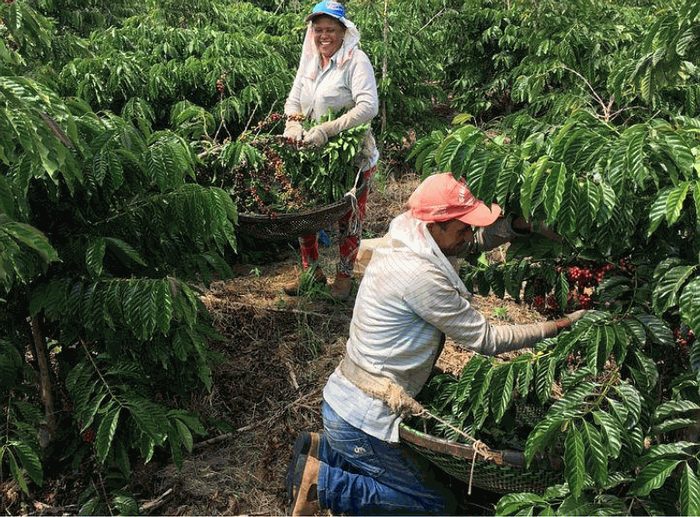 Cosecha de café de Brasil alcanzaría récord de 57,4 millones de sacos este año