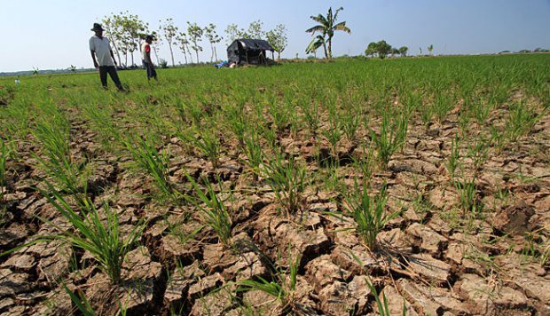 Se mantiene probabilidad de llegada de fenómeno de El Niño para finales de 2018