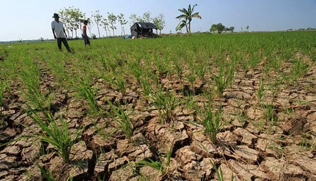 Se mantiene probabilidad de llegada de fenómeno de El Niño para finales de 2018 Se mantiene probabilidad de llegada de fenómeno de El Niño para finales de 2018
