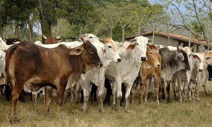 Minerva Foods exporta el 91 % de carne de Colombia: estos son los efectos de su salida Minerva Foods exporta el 91 % de carne de Colombia: estos son los efectos de su salida