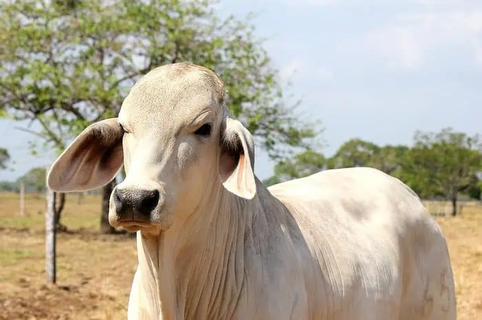 Athena Foods adquiere en Colombia planta de sacrificio de ganado en Santander ¿Cómo cierra el 2020 el sector agropecuario de Colombia?