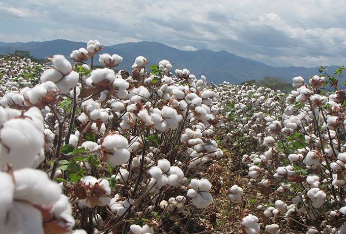 Créditos en el sector agropecuario crecieron 18,1% en los primeros siete meses del año