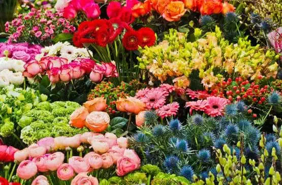 Exportación de flores colombianas para San Valentín crecerá 1,42% en 2019 Exportación de flores colombianas para San Valentín crecerá 1,42% en 2019