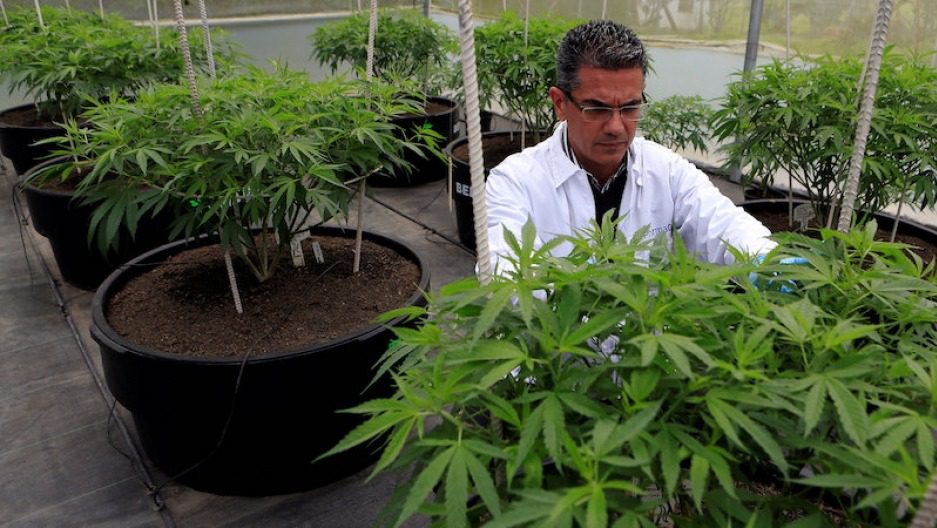 Acción de PharmaCielo, productor de aceites de cannabis, sube más de 260 %
