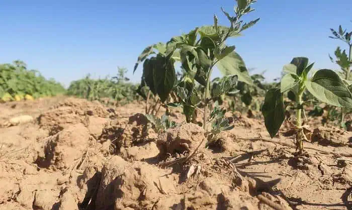 Prevén altas temperaturas para la mayor parte de Colombia en primer trimestre Prevén altas temperaturas para la mayor parte de Colombia en primer trimestre