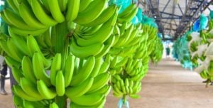 Banano