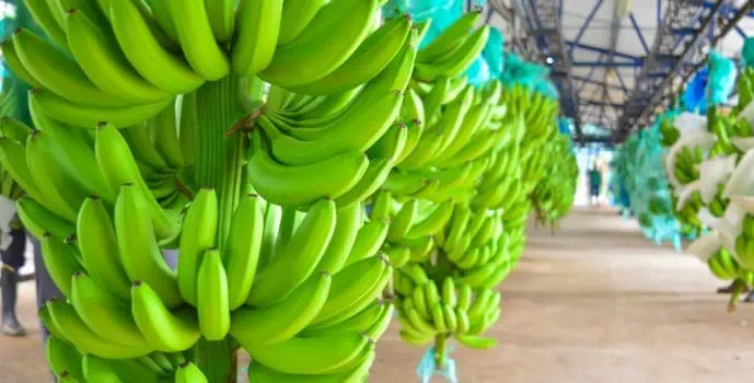 Exportaciones de banano en Colombia crecieron 22 % en el primer semestre Banano