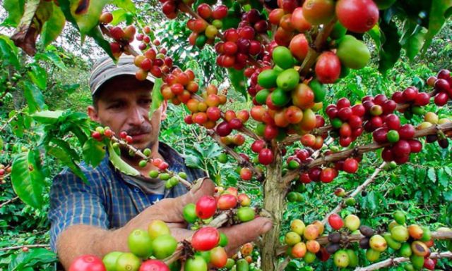 Seguros Bolívar brinda a caficultores primer seguro paramétrico de índice climático en Colombia