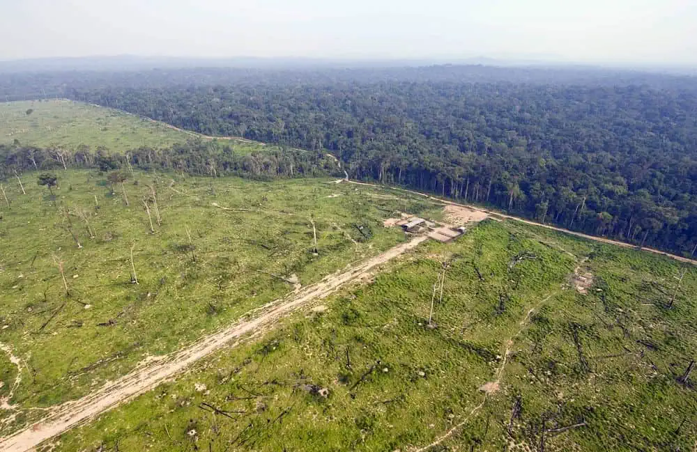 Brasil, Congo, Indonesia y Colombia lideran pérdidas de bosques lluviosos tropicales Brasil, Congo, Indonesia y Colombia lideran pérdidas de bosques lluviosos tropicales