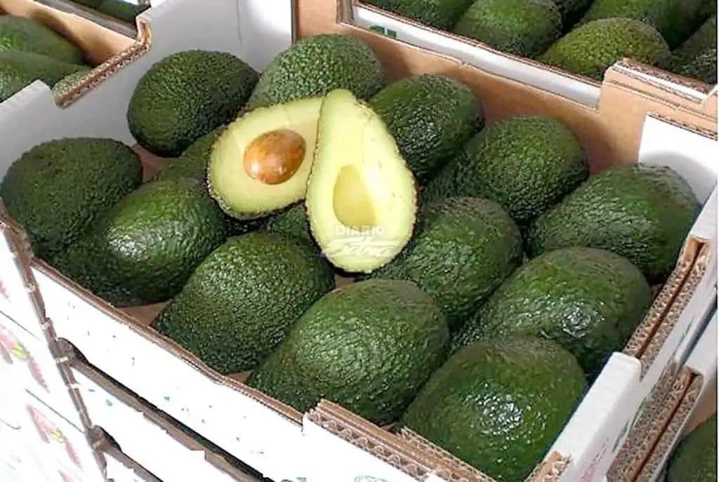 Los precios del aguacate hass de México suben 34%, su mayor alza en 10 años Los precios del aguacate hass de México suben 34%, su mayor alza en 10 años
