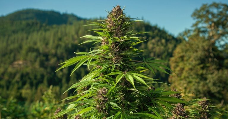 Colombia podría ser la mayor potencia de cannabis: The Motley Fool