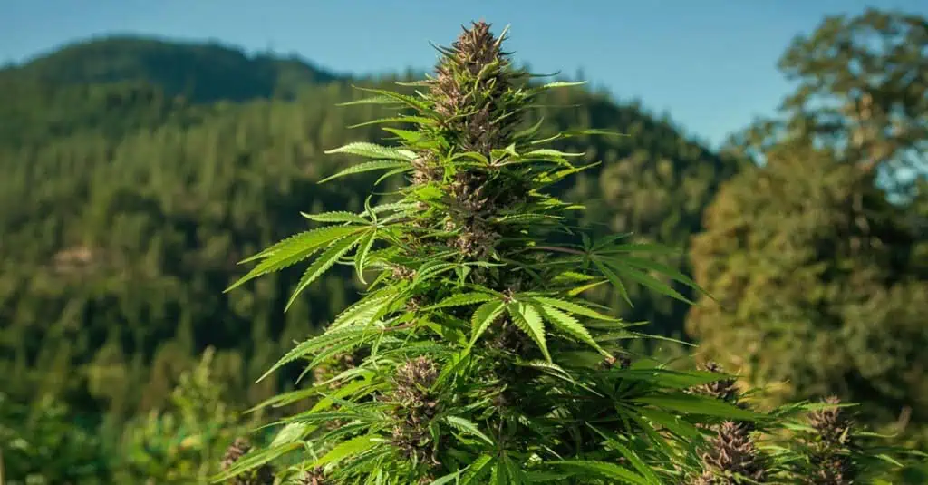 Colombia podría ser la mayor potencia de cannabis: The Motley Fool Colombia podría ser la mayor potencia de cannabis: The Motley Fool
