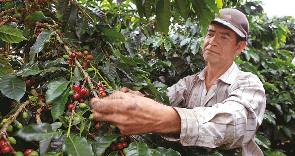 Federación de Cafeteros lanza tour virtual Café para la Paz