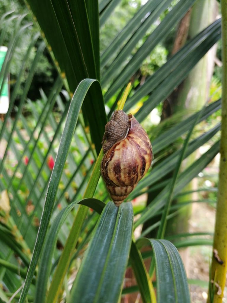 Corantioquia y Secretaría de Agricultura de Antioquia lideran acciones para control del caracol africano