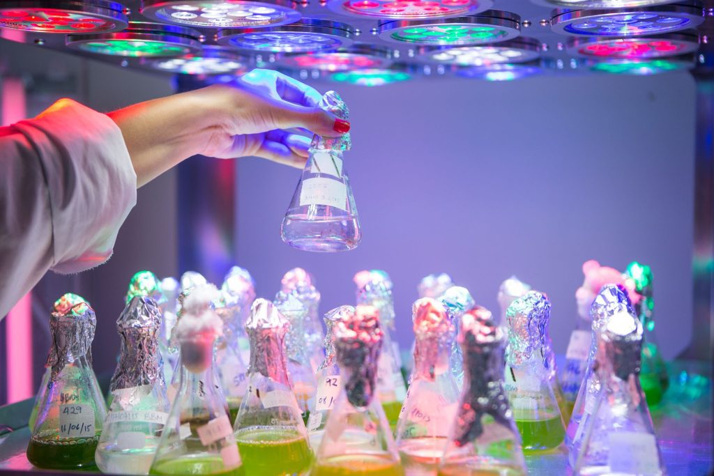 ¿Por qué las microalgas son claves para la captura de CO2?