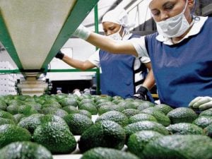 Aguacate Hass de Colombia