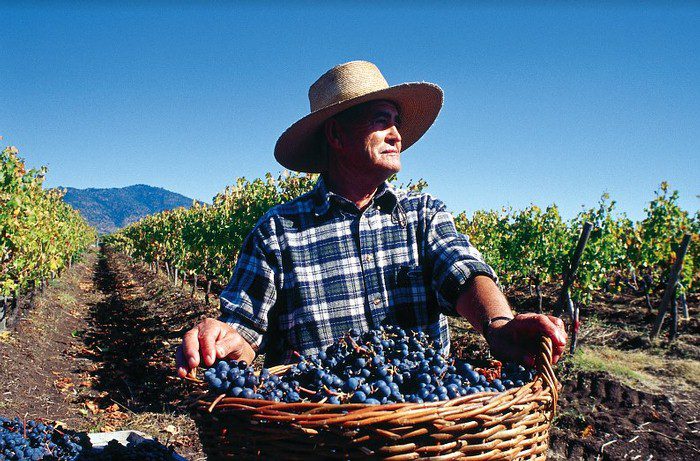 Undurraga logra certificación en sustentabilidad tras inversión por US$400 mil
