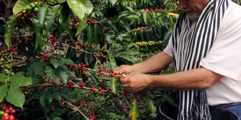 Cafeteros colombianos recogerán la mayor cosecha del año en pico de la pandemia