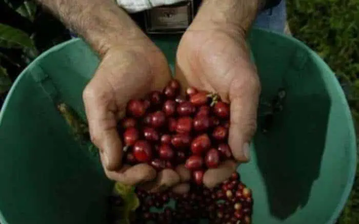 Producción de café en Colombia caería en mayo por coronavirus produccion de cafe en 2020