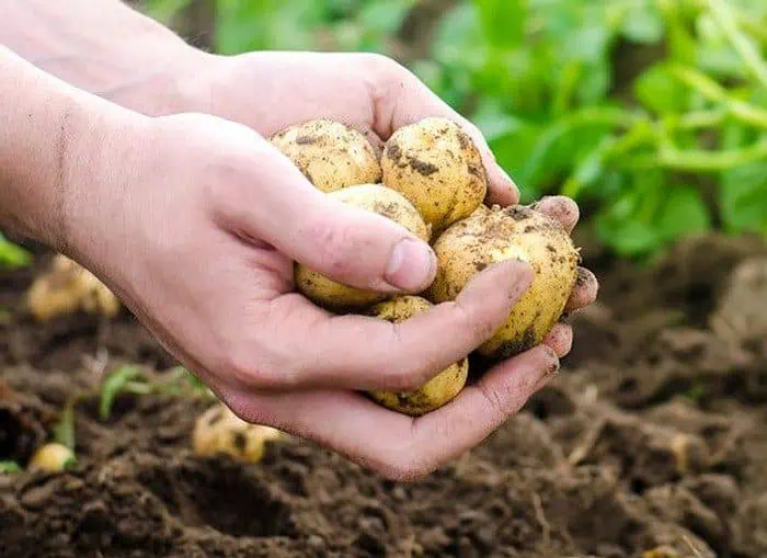 Estos fueron los alimentos más caros en el mes de octubre en Colombia Comportamiento del precio de la papa en octubre.