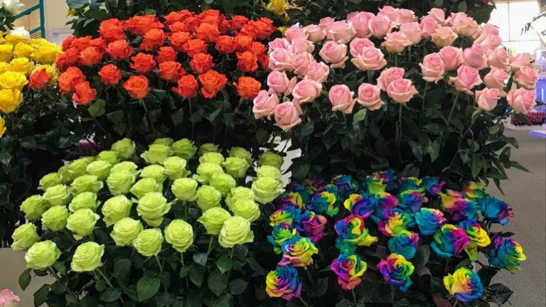 Floricultores en Colombia mantienen incertidumbre a pesar de leve repunte por Día de la Madre