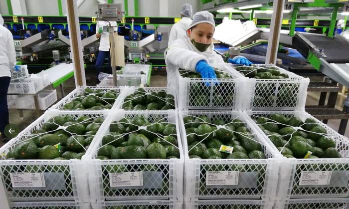 Agro, sector protagonista en exportaciones colombianas en junio