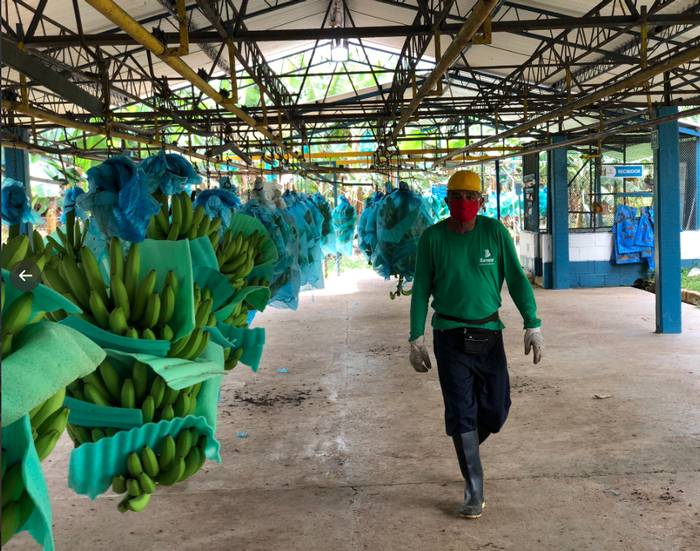 Bananeros de Antioquia confirmaron un caso de coronavirus