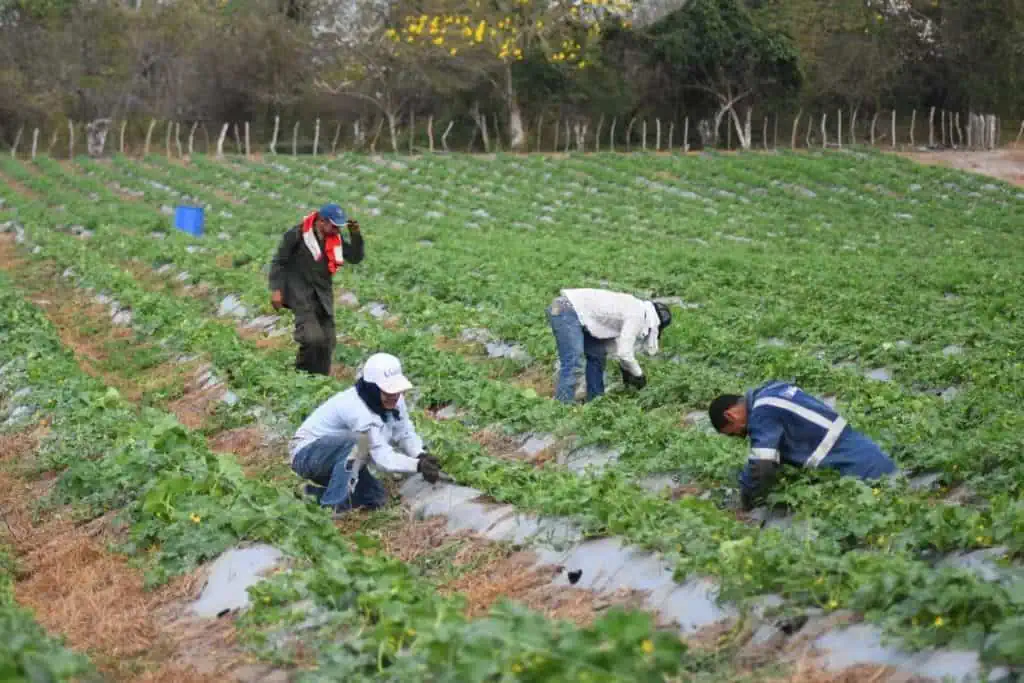 Más de 2.000 campesinos recibirán kits de siembra para reactivar el campo en Atlántico Más de 2.000 campesinos recibirán kits de siembra para reactivar el campo en Atlántico