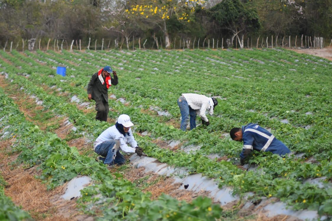 campesinos