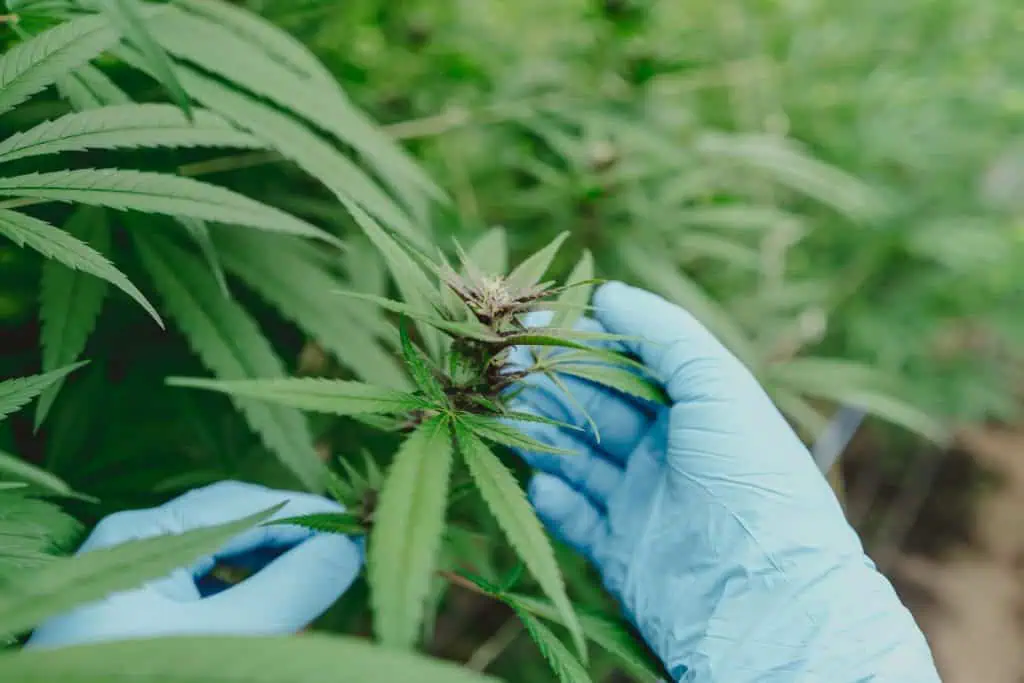 PharmaCielo podrá cultivar y exportar 10 toneladas de cannabis tras autorización en Colombia PharmaCielo podrá cultivar y exportar 10 toneladas de cannabis tras autorización en Colombia