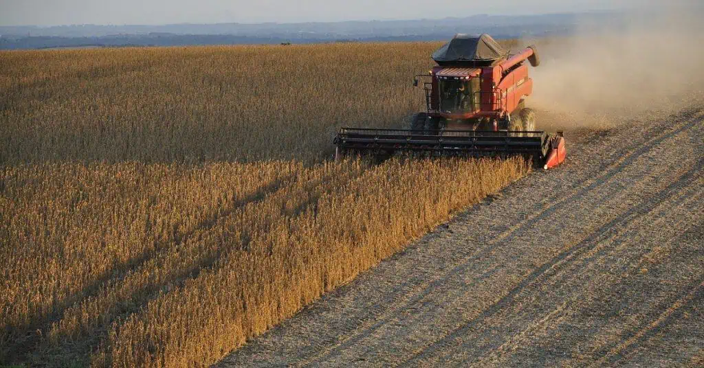 Brasil suspende aranceles sobre importaciones de maíz y soya hasta 2021 Soja Soya (Foto Pixabay)
