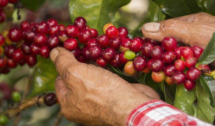 Sube un 3 % la producción de café de Colombia, en enero de 2021