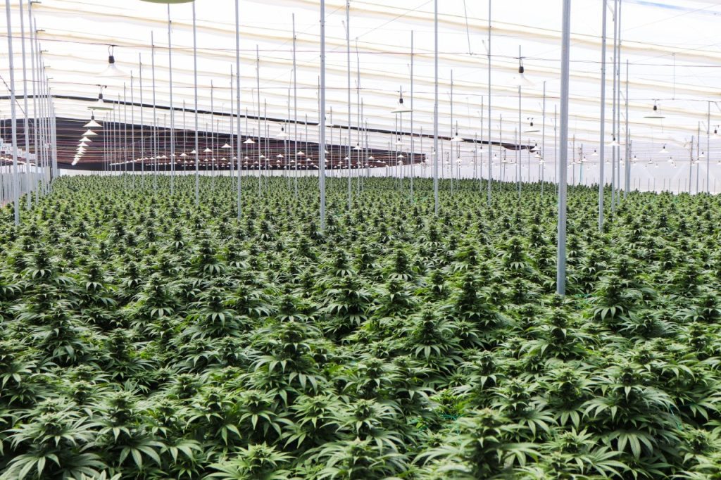 Clever Leaves completó primera exportación de productos de cannabis desde Colombia hacia Alemania