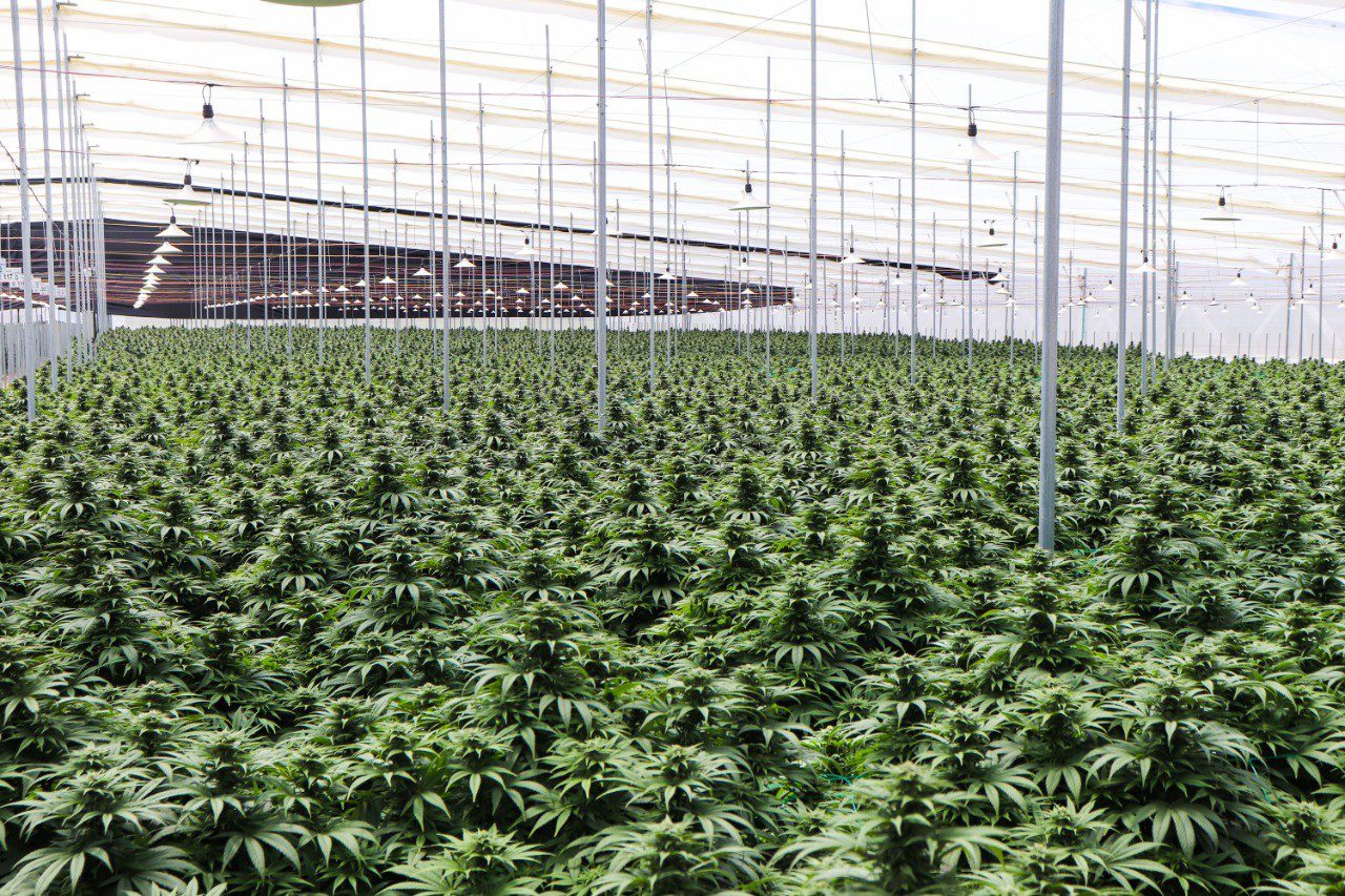 Clever Leaves completó primera exportación de productos de cannabis desde Colombia hacia Alemania