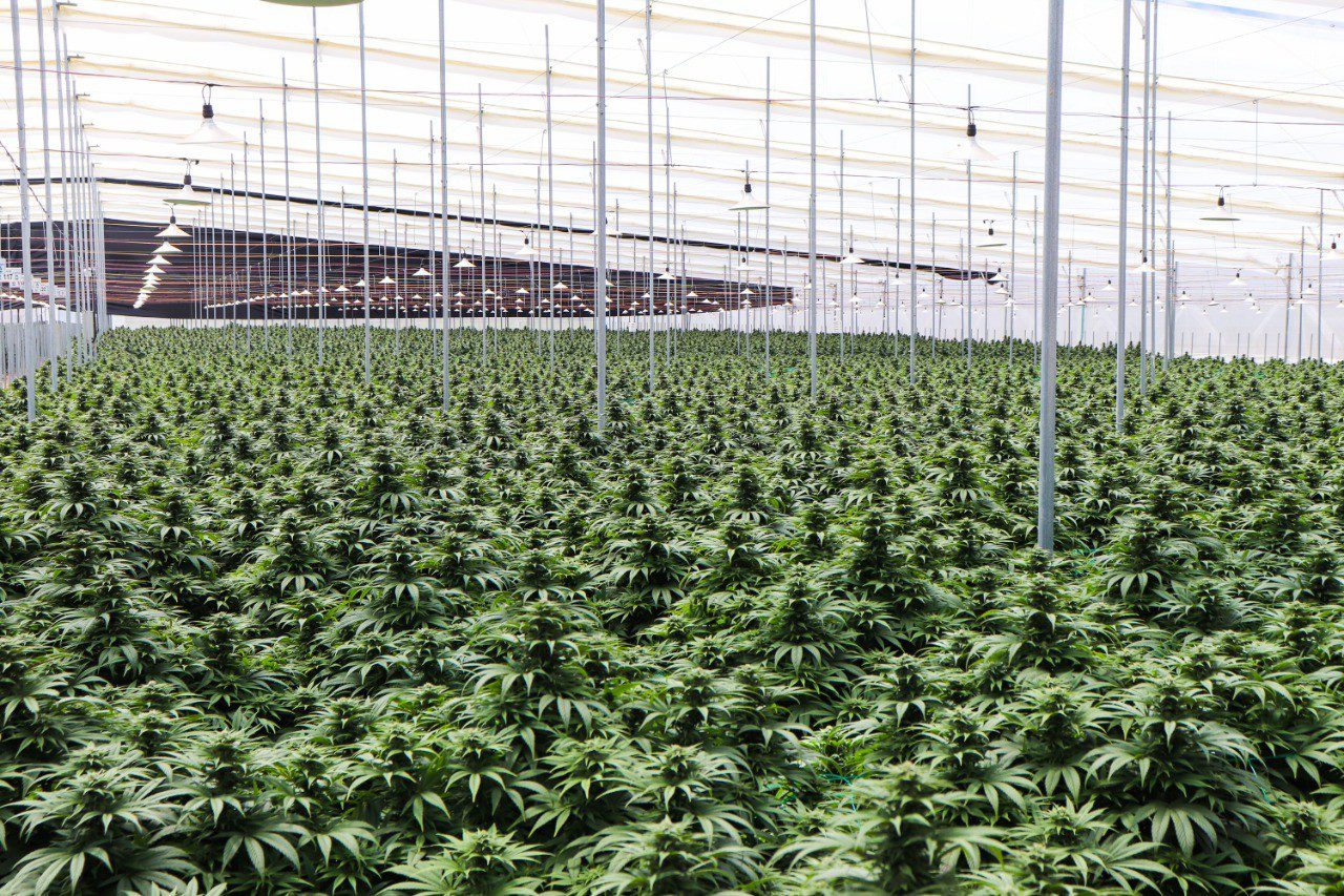 Clever Leaves completó primera exportación de productos de cannabis desde Colombia hacia Alemania Clever Leaves completó primera exportación de productos de cannabis desde Colombia hacia Alemania