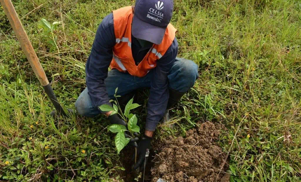 Celsia adquiere crédito por $500.000 millones para financiar estrategia de sostenibilidad plantar árboles Grupo Argos