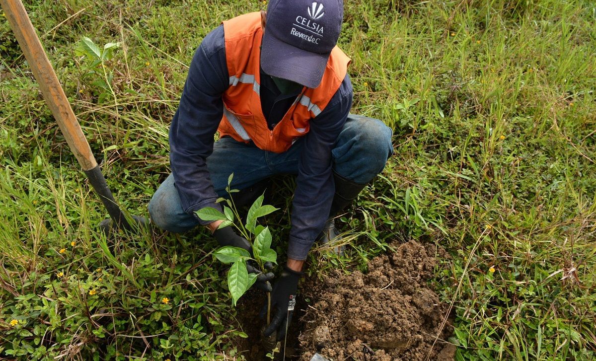 plantar árboles Grupo Argos