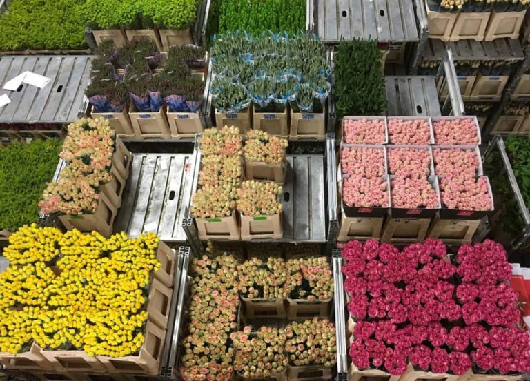 Gobierno y floricultores colombianos celebran cifra histórica de exportaciones Gobierno y floricultores colombianos celebran cifra histórica de exportaciones