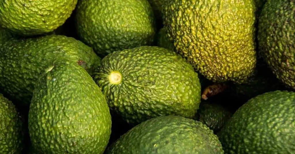 Colombia tendría récord en exportación de aguacate hass para Super Bowl 2025 Aguacate Hass