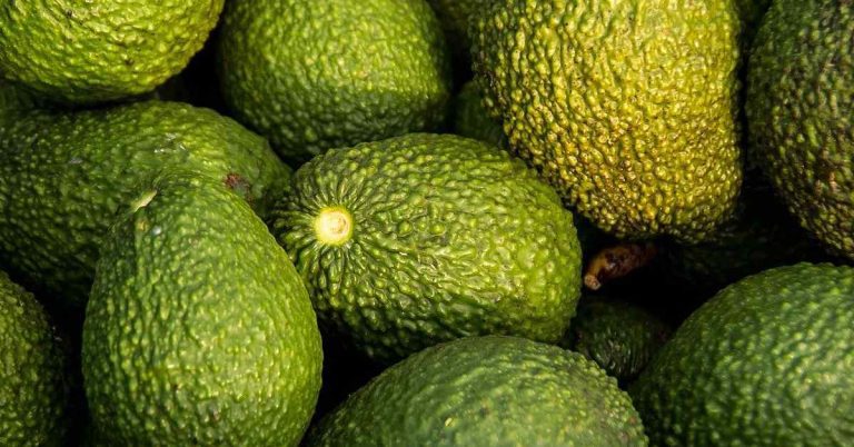 Nace el primer fondo de capital privado de aguacates Hass en Colombia Aguacate Hass
