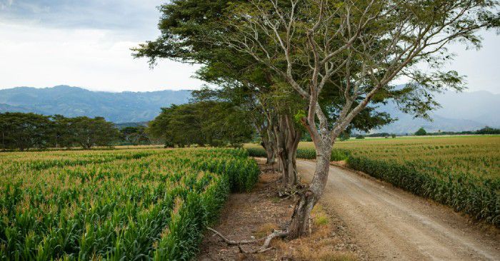 Llega a Colombia nueva semilla de maíz más productiva y más alta calidad