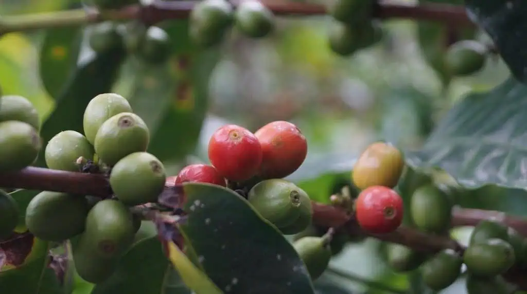 Cafeteros lanzan tienda web para marcas de café 100% colombiano Café. Foto: Pixabay.