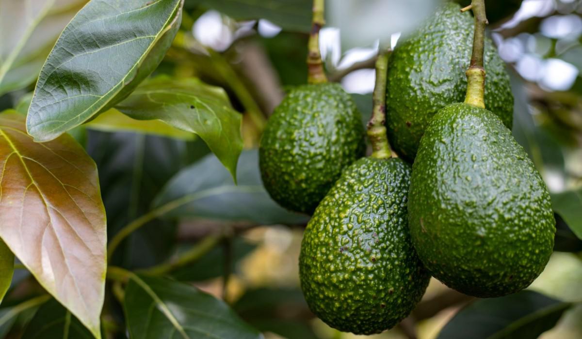 La mexicana NBF inauguró planta de aceite de aguacate en Colombia