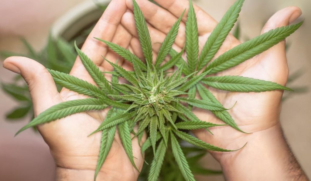 Colombia amplia su margen de exportación de cannabis.