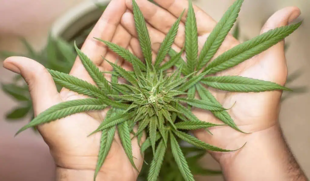 Colombia amplía exportaciones de cannabis y llega a 12 países Colombia amplia su margen de exportación de cannabis.