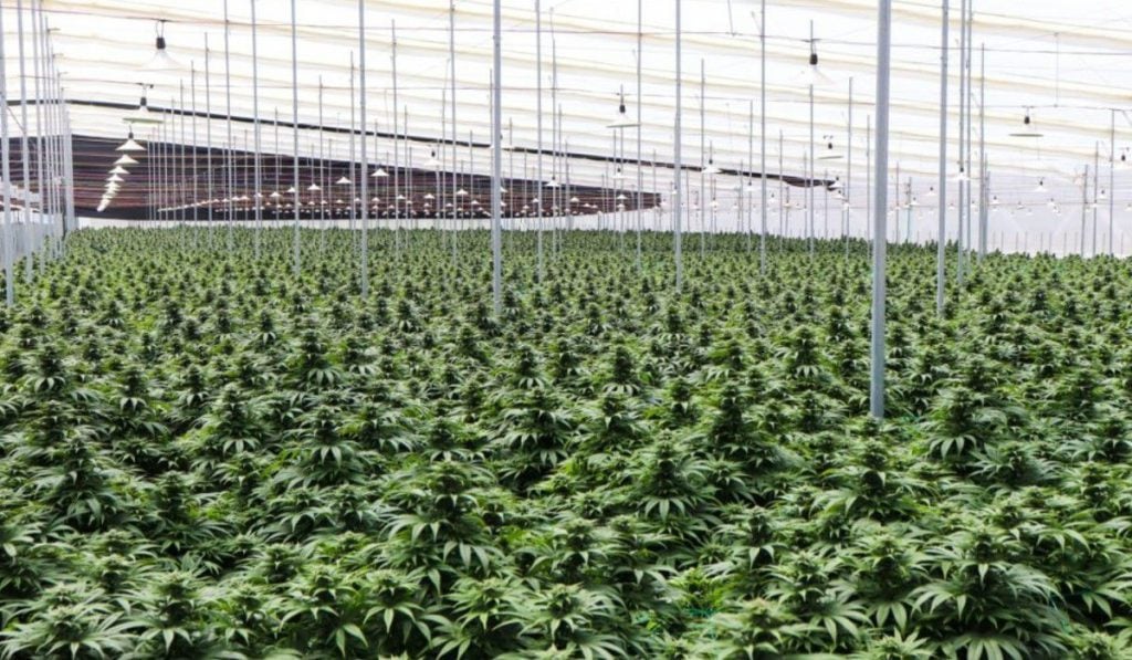 Clever Leaves ofrece US$25 millones en cannabis medicinal para investigadores de EE.UU.