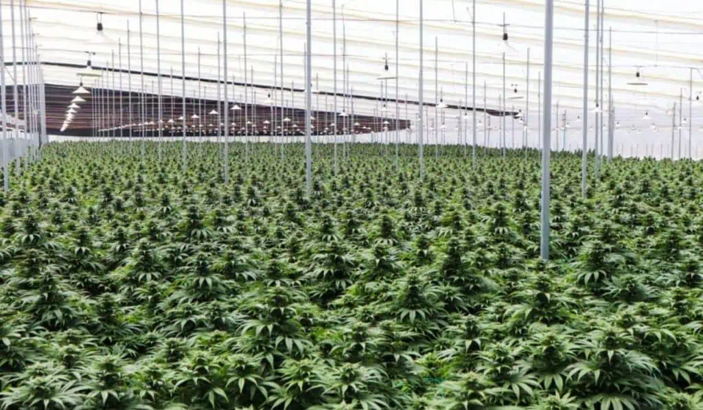 Clever Leaves llega al 50 % del total de producción legal de cannabis en Colombia Clever Leaves llega al 50 % del total de producción legal de cannabis en Colombia