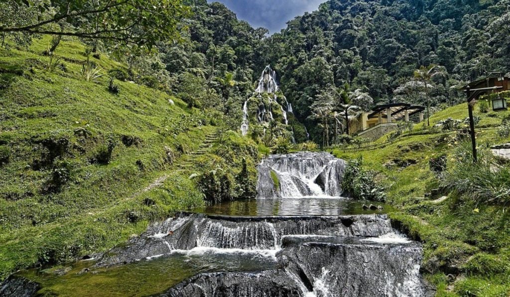 Porvenir plantará 2.000 nuevos árboles en zonas deforestadas